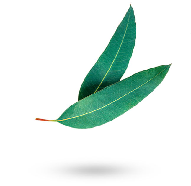 cropped-eukalyptus
